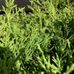 Juniperus pfitzeriana 'Old Gold' | Chinese Juniper - 20-30cm - 10lt