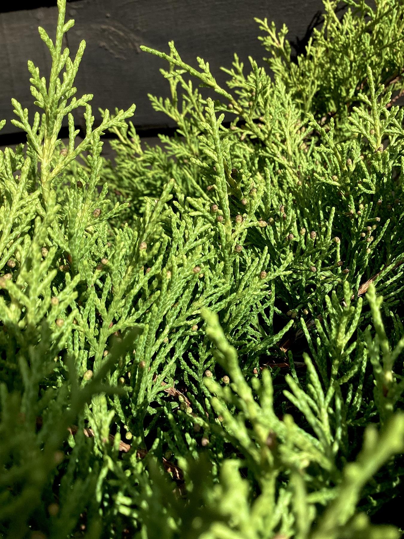 Juniperus pfitzeriana 'Old Gold' | Chinese Juniper - 20-30cm - 10lt