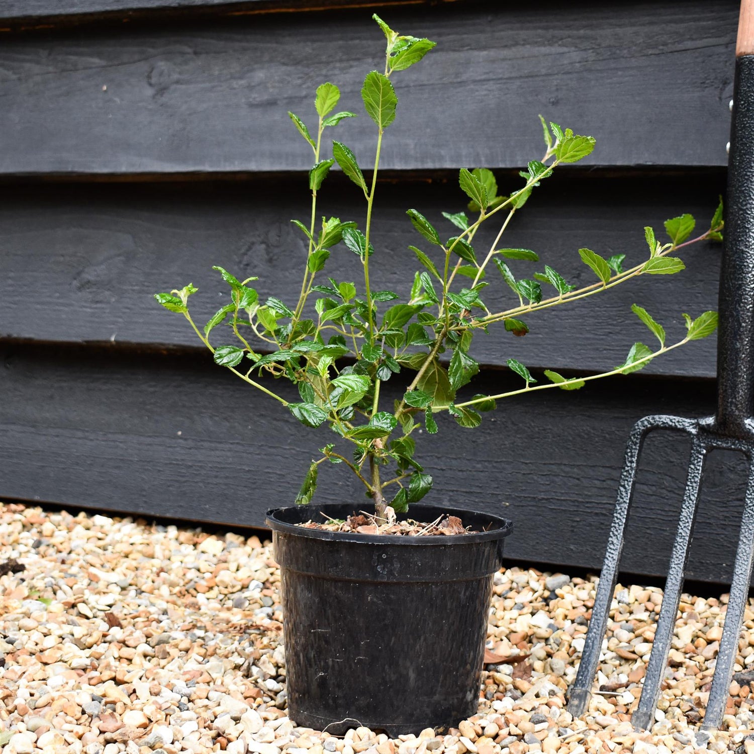 Ceanothus Autumnal Blue | Californian lilac ‘Autumnal Blue' - 15-35cm, 2lt