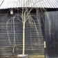 Salix Babylonica | Weeping Willow - Girth 14-16cm - 450-500cm - 90lt