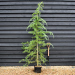 Cedrus deodara | Himalayan Cedar - 175-200cm, 10lt