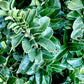 Euonymus japonicus 'Green Spire' - 10-15cm, 3lt