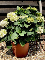 Hydrangea Original Mophead - White | White Hydrangea 50-60cm - 8lt
