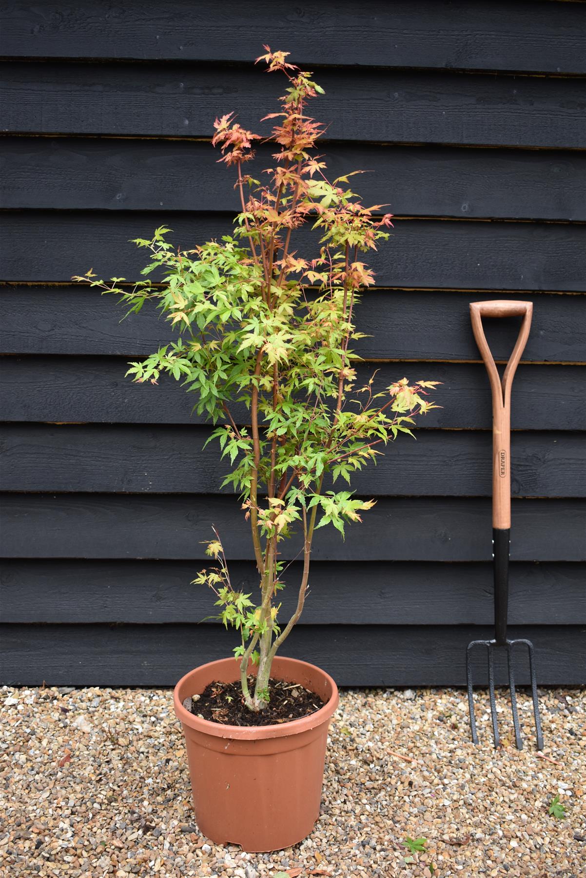 Acer palmatum 'Katsura' | Katsura Japanese Maple - Bushy - 100-150cm - 15lt