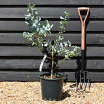 Eucalyptus cinerea - Bushy - Height 70-90cm - 12lt