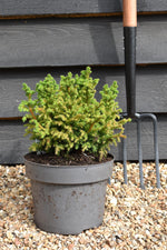 Cryptomeria japonica 'Vilmoriniana' | Japanese cedar - Height 25-30cm, 5lt
