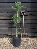 Sequoiadendron giganteum | giant redwood | Sequoia | - Height 90cm - Width 80-90cm - 12lt