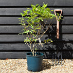 Weigela Rubidor | Rubidor Weigela - Height 35-45cm - 12lt