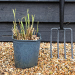 Miscanthus sinensis 'Flamingo' | Grass - Deciduous Perennial - 5lt