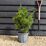 Juniperus media ' Mint Julep' - Shrub - Height 30-60cm - 10lt