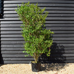 Ligustrum ovalifolium | Garden Privet - 170-180cm - 40lt