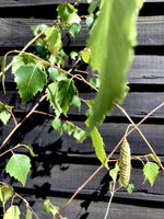 Betula Pendula | European White Birch - Height 180-280cm - 12lt