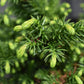 Cryptomeria japonica 'Dinger' | Japanese Cedar - Height 20cm - Width 20cm - 5lt