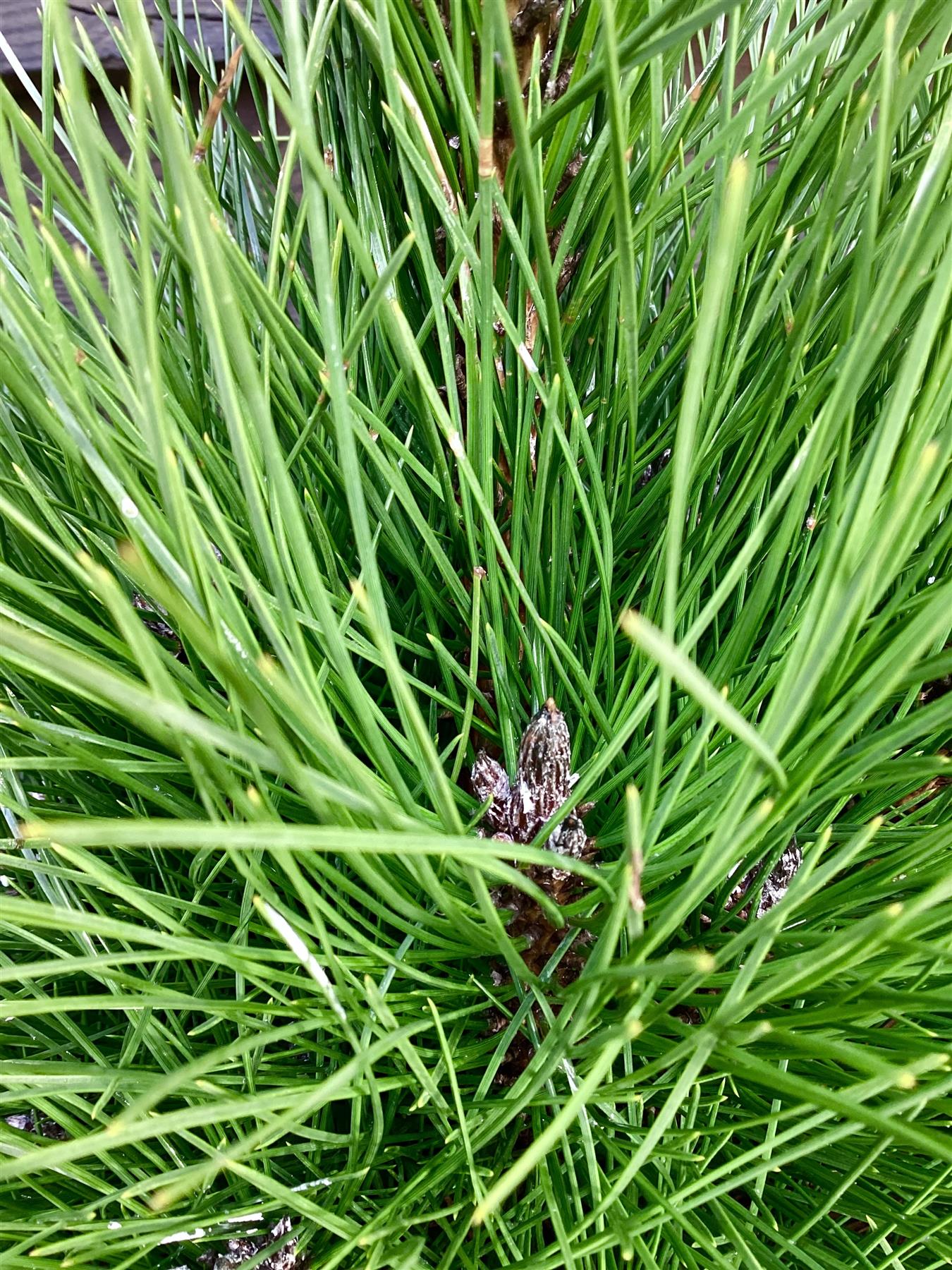 Pinus Nigra Green Tower - Height 100cm - Width 30-40cm - 25lt