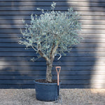 Olive Tree | Olea Europea - Specimen - Straight triple branch - Trunk Height 70cm - Height 200cm - Girth 50cm - 160lt