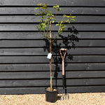 Rose 'Bianco Puro' - Clear Stem 80-90cm - Height 130-160cm - 18lt