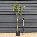 Rose 'Giallo Sfumato' - Clear Stem 80-90cm - Height 130-160cm - 18lt