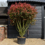 Photinia x fraseri Red Robin Compacta - Multistem - Height 300-350cm - 180lt