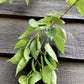Betula utilis | Himalayan Birch, Multistem, Height 300cm - 70lt