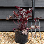 Heuchera 'Black Taffeta' - Height 25-30cm - 2lt