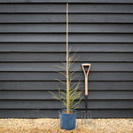 Larix decidua - European Larch - Height 90-120cm - 12lt