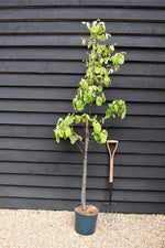 Quince 'Vranja' | Cydonia oblonga 'Vranja' - Height 180-200cm -12lt