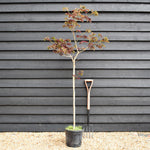 Albizia Julibrissin Summer Chocolate | Silk Tree - Height 140-150cm - 15lt