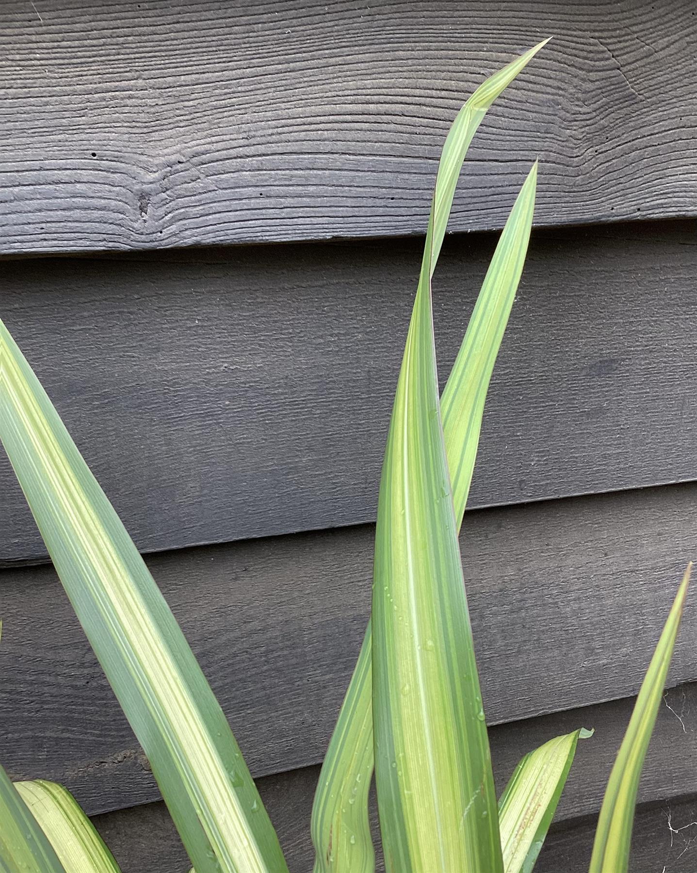 Phormium Yellow Wave | New Zealand Flex 'Yellow Wave' - 40-50cm - 7lt
