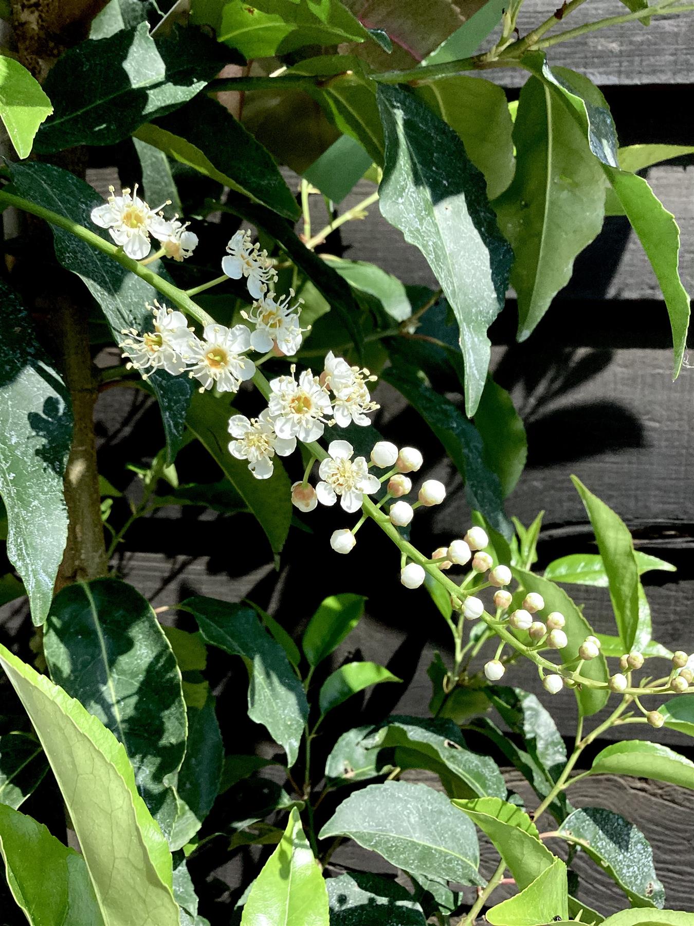 Prunus lusitanica | Portuguese Laurel Cherry - 200-250cm, 10lt
