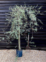 Salix purpurea 'Pendula' | Weeping Purple Willow - 200-250cm, 10lt