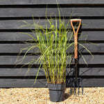 Miscanthus sinensis 'Pink Cloud' - Grass - Herbaceous Perennial - Height 80-90cm - 6.5lt