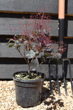 Cotinus coggy. Dusky Maiden - 15-25cm - 3lt