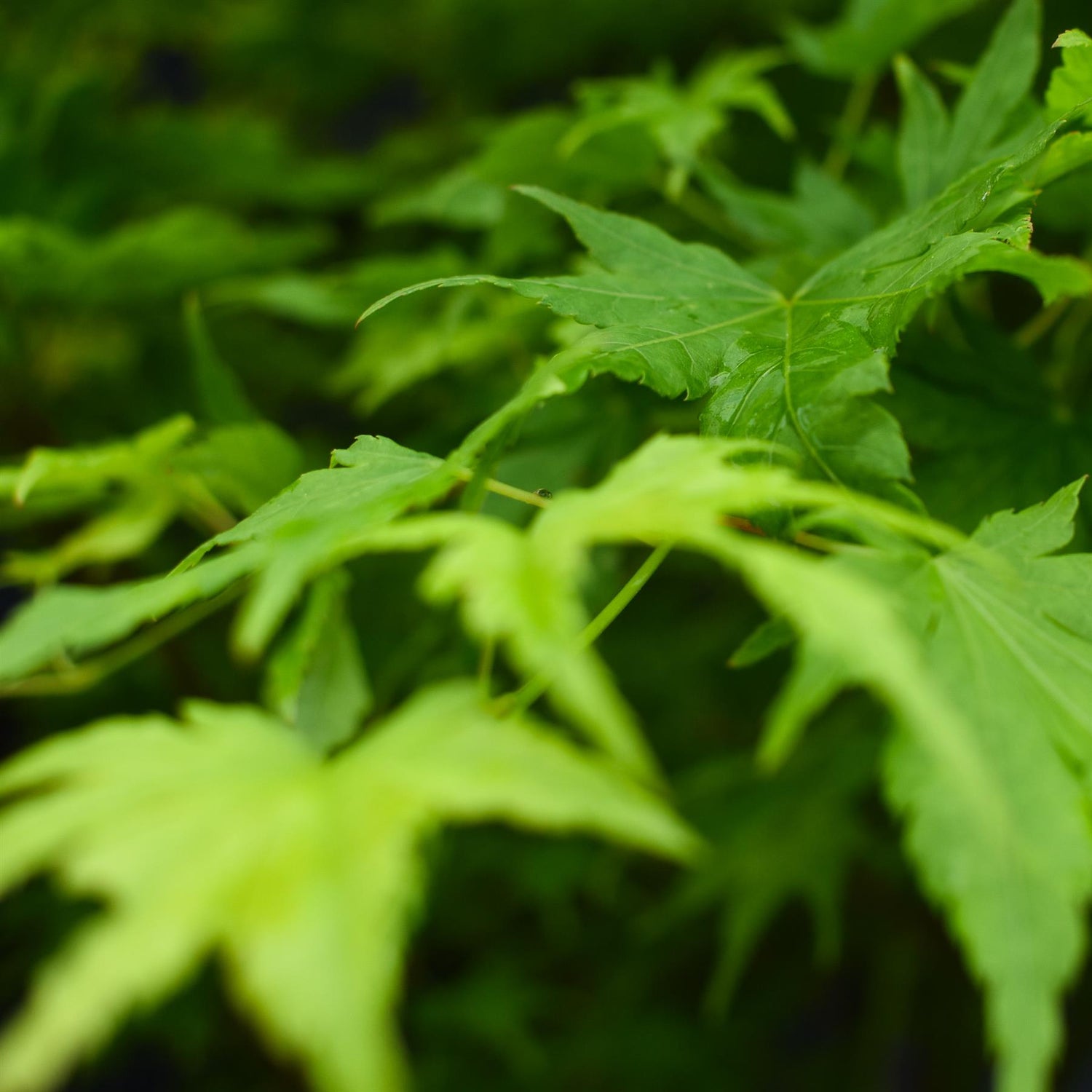Japanese maple 'Going Green' | Acer palmatum - Bushy - Height 150-180cm - 20-25lt