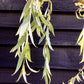 Salix Chrysocoma | Golden Weeping Willow - 250-300cm, 10lt
