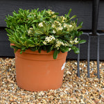 Pittosporum tobira | Austrian laurel - Height 10-20cm - 8lt