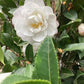 Camellia sasanqua - Large Bushy - White - Height 250cm Width 120cm - 130lt