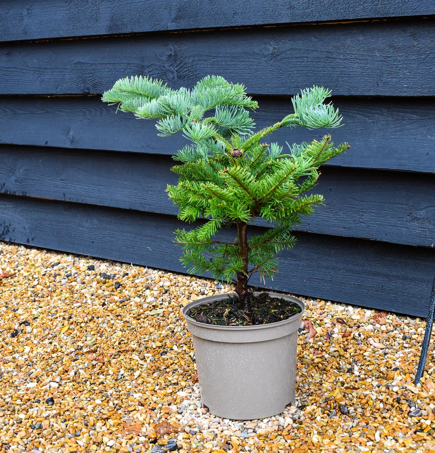 Noble Fir | Abies nobilis (procera) - Height 40-50cm - Pot Grown - 5lt