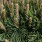 Pinus Mugo 'Mops' - Height 50cm - Width 25-35cm - 8lt