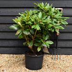 Rhododendron 'Pearce's American Beauty' - Shrub - Height 60-70cm - 20lt