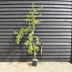 Crab apple | Malus Gorgeous - 160-180cm - 12lt