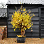 Pomegranate | Punica granatum - Mature Specimen 11A - 2 Branches - Height 230-240cm - 230lt