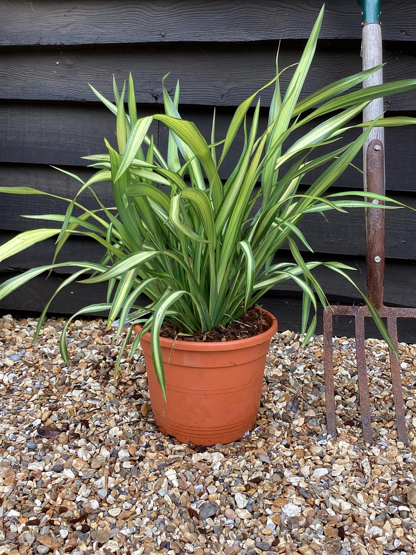 Phormium Yellow Wave | New Zealand Flex 'Yellow Wave' - 40-50cm - 7lt