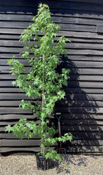 Liquidambar styraciflua | Sweet Gum Tree - Girth 08-10cm - 200-220cm - 18lt
