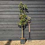 Apple tree 'Discovery' | Malus domestica - M26 - Dwarfing - Height 150-170cm - 12lt