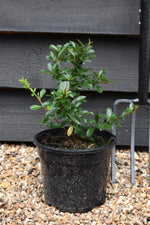 Pyracantha 'Orange Glow' | Orange Firethorn 10-20cm - 3lt