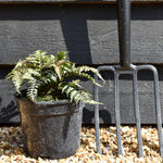 Athyrium niponicum 'Metallicum' - Fern - Height 10-20cm - 2lt