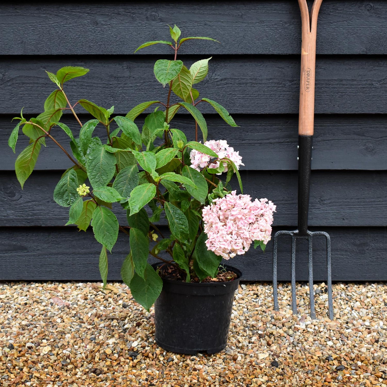 Hydrangea 'Preziosa' - 5lt