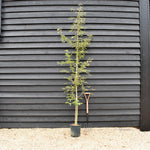 Prunus 'The Bride' | Cherry 'The Bride' - Tree - Height 150-180cm - 10lt