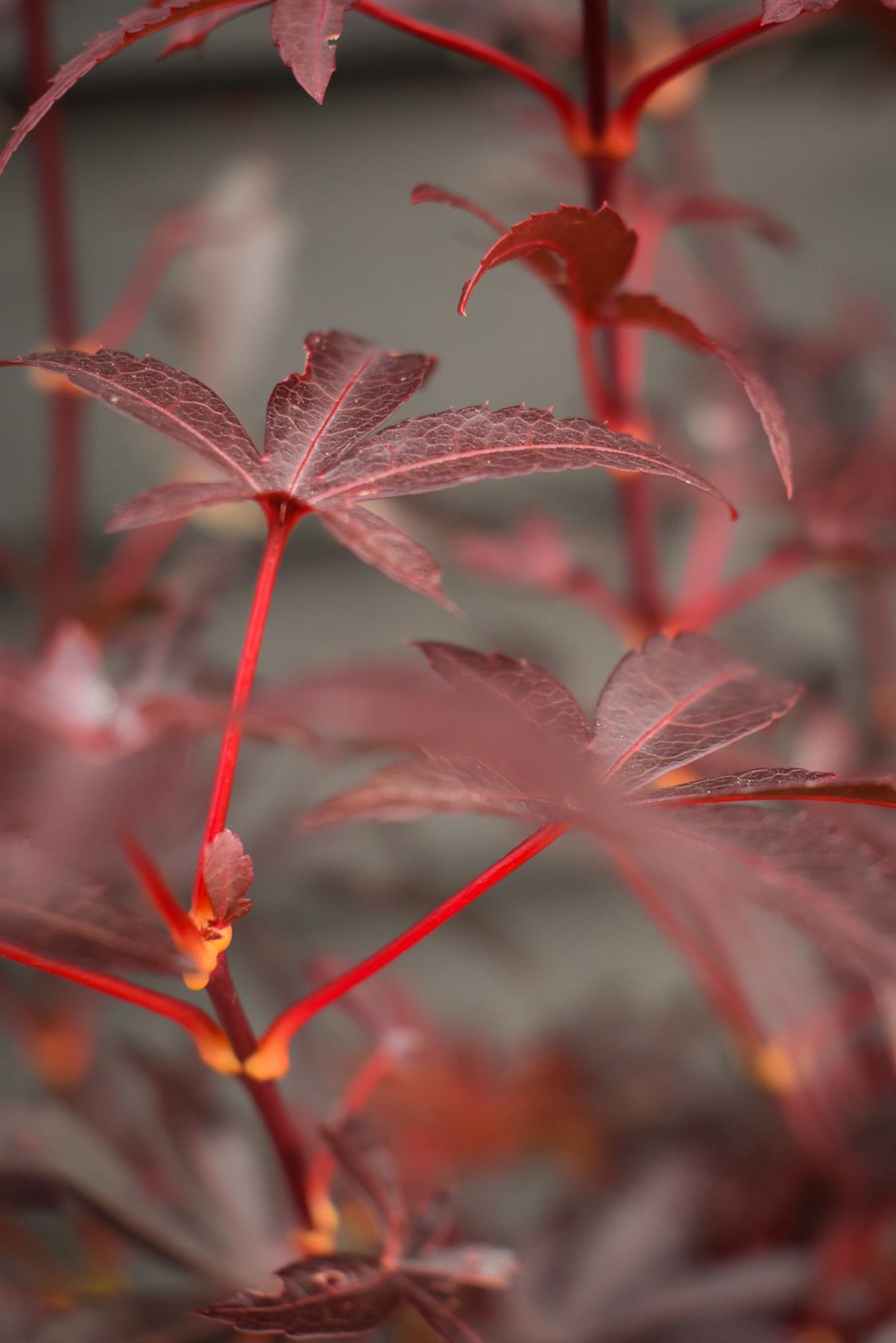 Japanese maple Skeeters Broom | Acer palmatum - Bushy - Height 110-130cm - 4lt