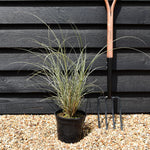Miscanthus sinensis | Ornamental grass 'Morning Light' - 3lt